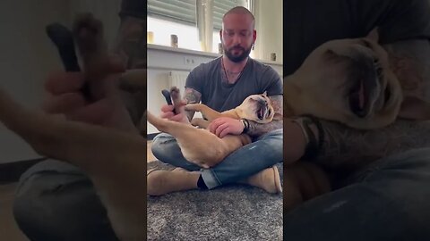 Dog goes to sleep when chiropractor start giving massage to him