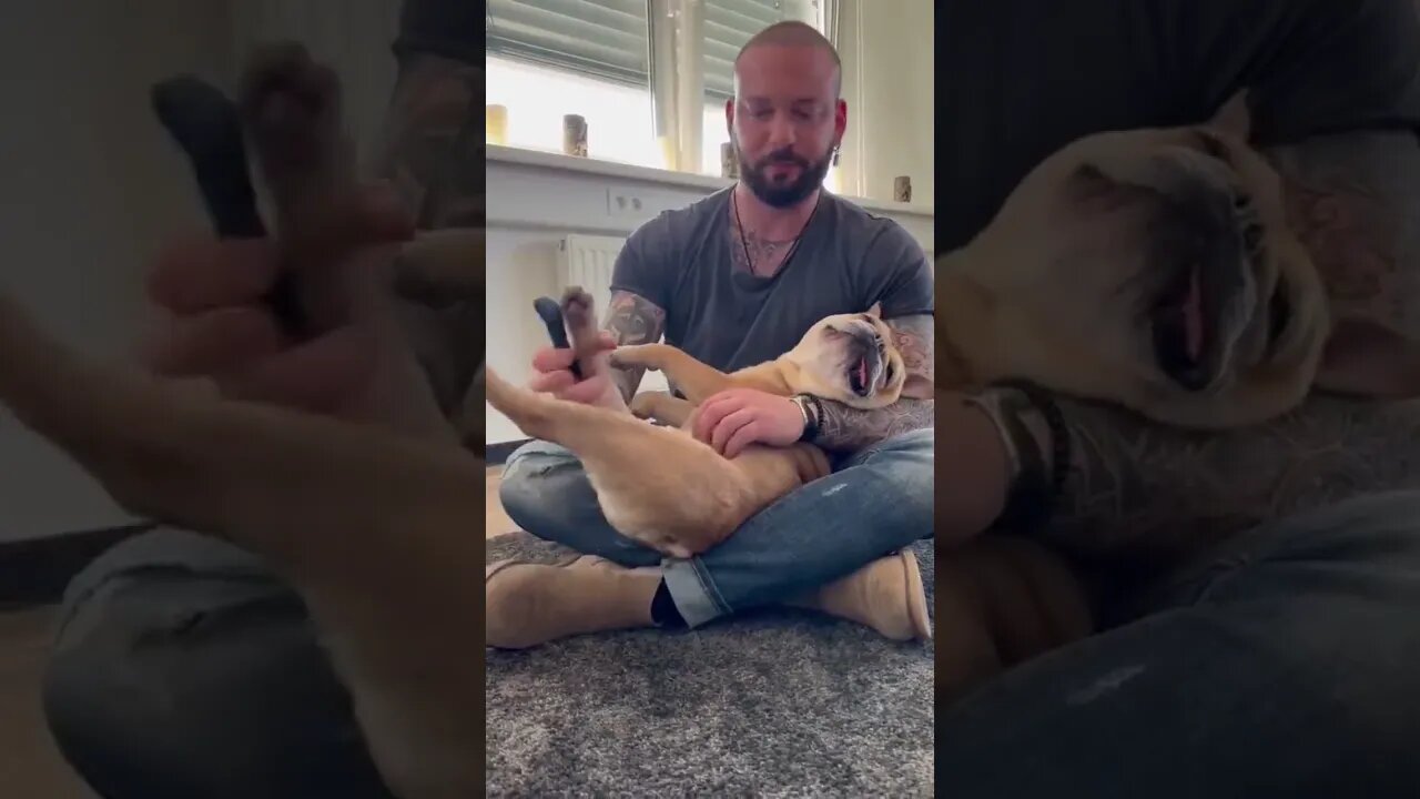 Dog goes to sleep when chiropractor start giving massage to him