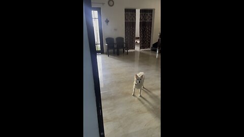 Puupy Running #dog #puppy #running