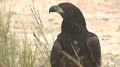 Bald eagle released in Cape Coral Florida