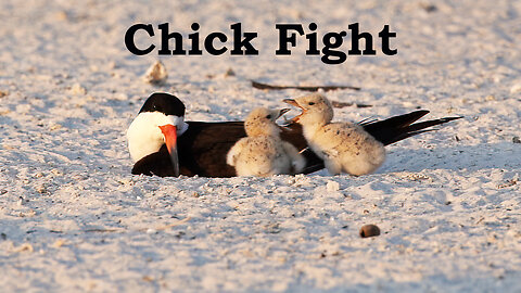 Chick Fight