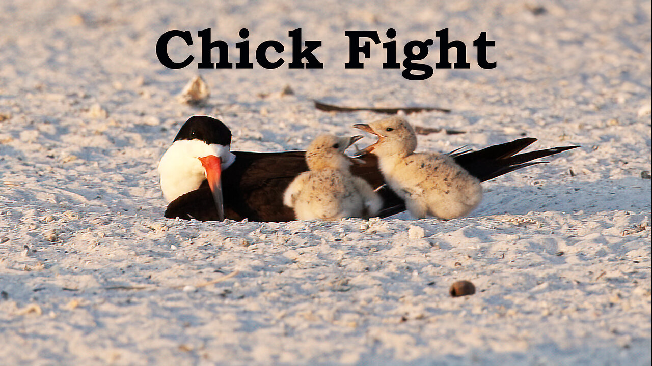 Chick Fight