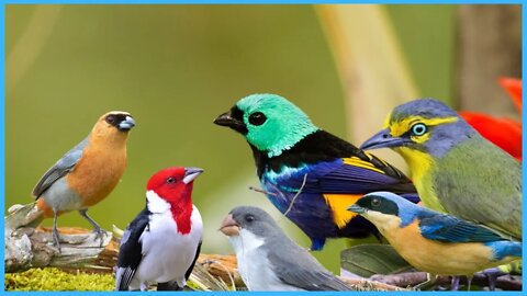 OS MAIS BELOS CANTOS DE AVES