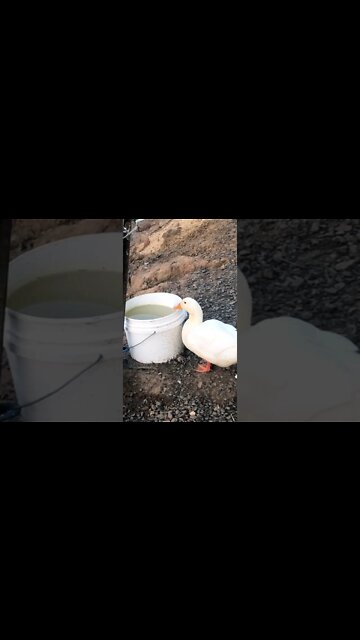 Cute duck drinks before geese put them to bed 💕 watch till end