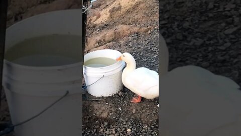 Cute duck drinks before geese put them to bed 💕 watch till end