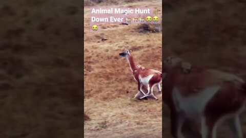 Animal Magic Hunt Down Ever 🐈🐈🐈😭😭😭