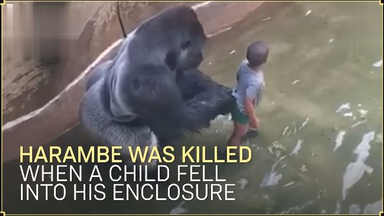 🦍 Experts Weigh In On Harambe's Last Moments 🕒💔