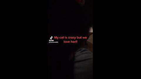 Crazy cat