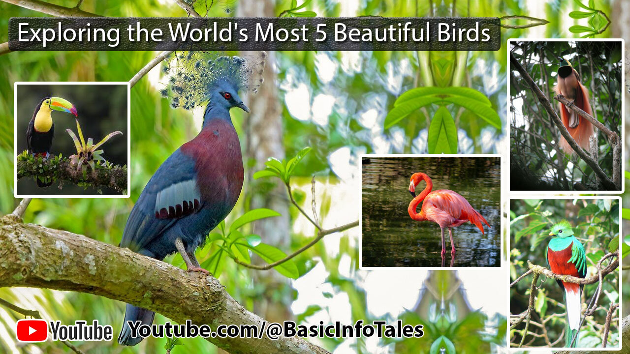 Exploring the World's Most Beautiful Birds