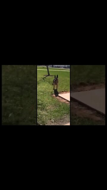 Random German Shepard on campus