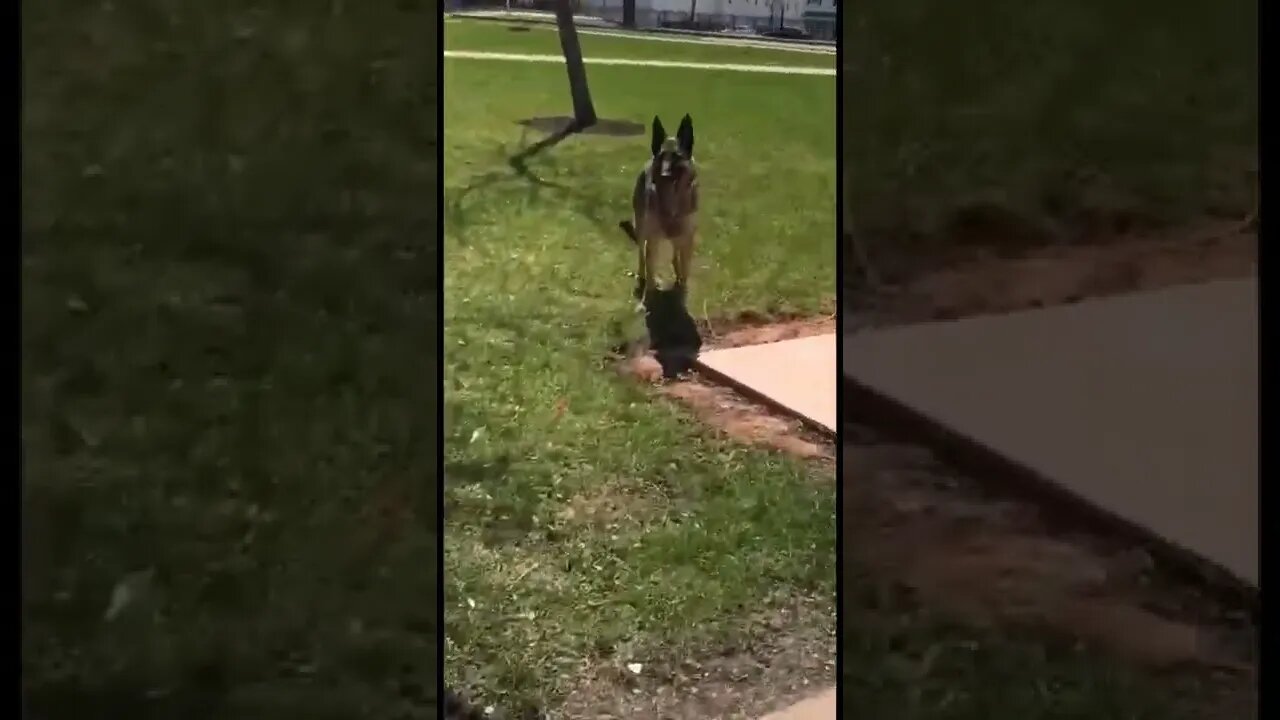 Random German Shepard on campus