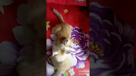 Funny cats-Cute and funny cats video #13
