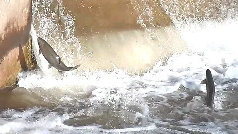 Ganaraska River Salmon April 2023 - That's gonna hurt
