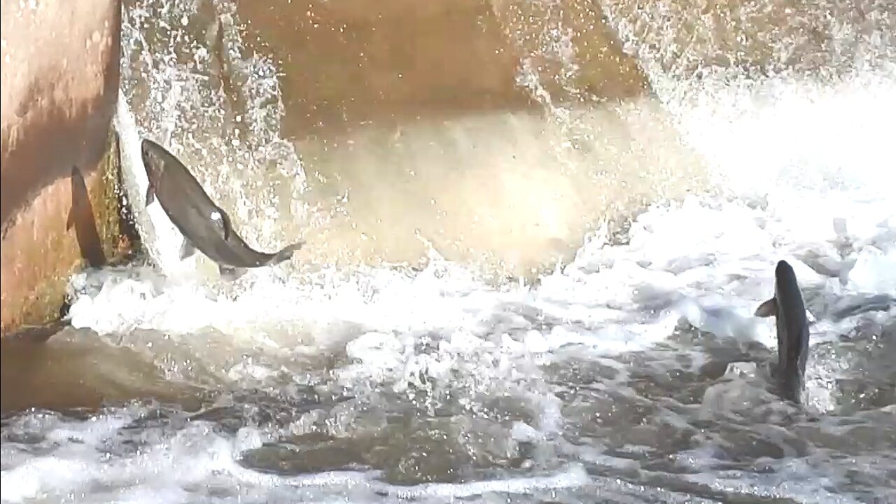 Ganaraska River Salmon April 2023 - That's gonna hurt