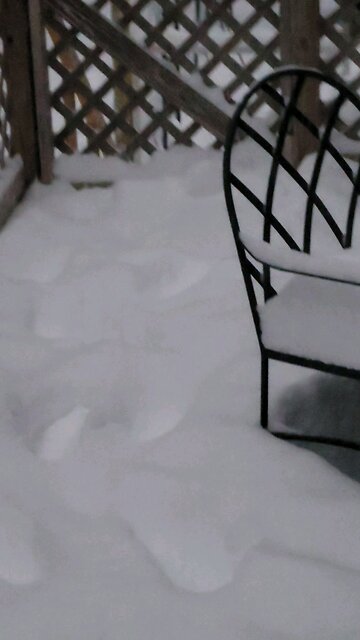 A little snow in the garden