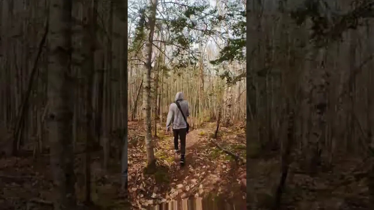 Timelapse Hike through Dromore Trails PEI