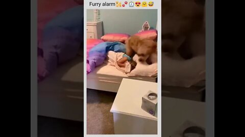 The best furry alarm that every child should have..🐕🐾⏰😍🤗😅 #short #cuteanimals #funnyanimals