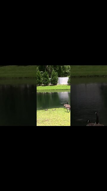 Turtles Looking for me through a geese blockade! #shorts