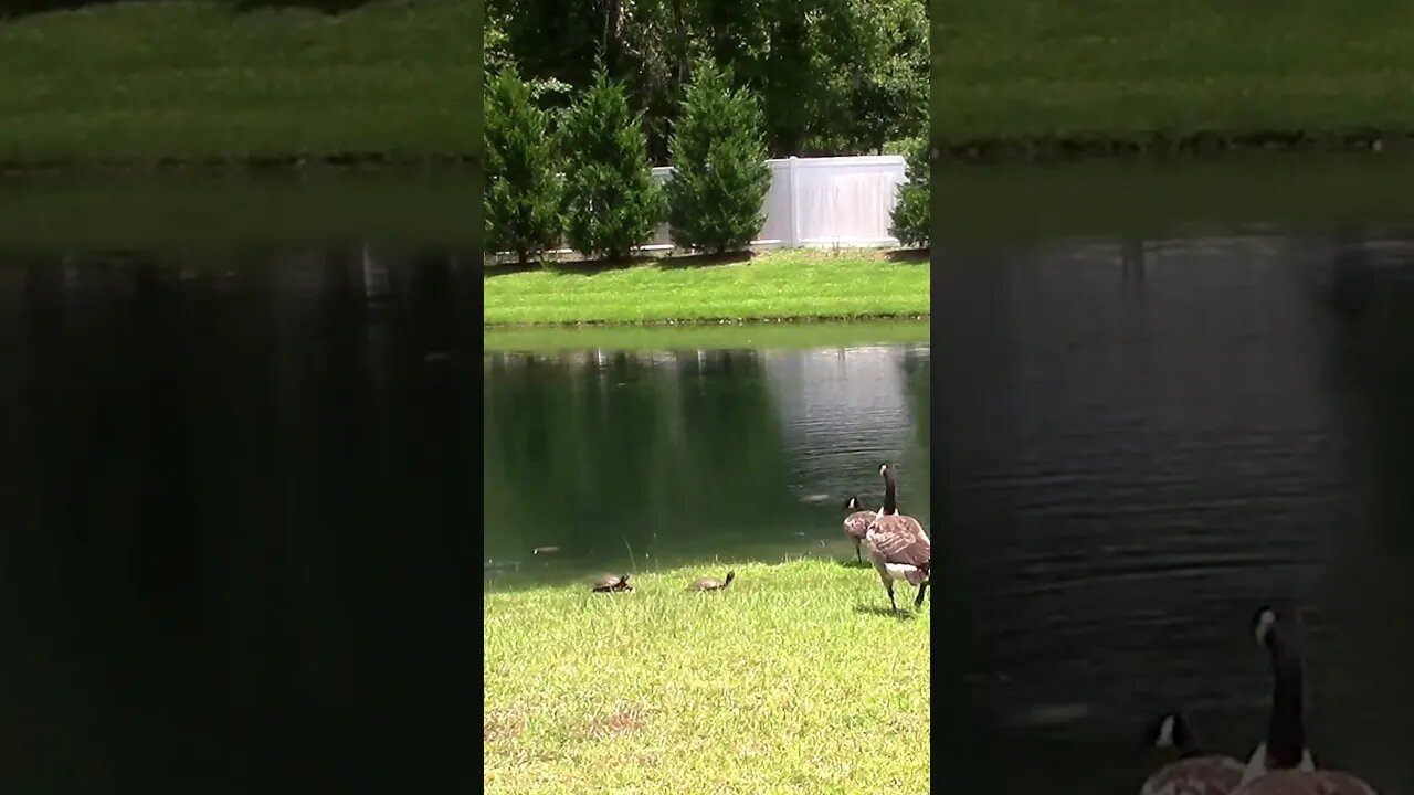 Turtles Looking for me through a geese blockade! #shorts