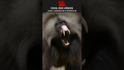 nunca mexe com esse macaco 😱😱😱