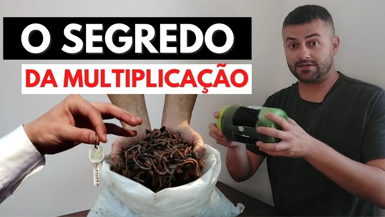 Segredo para Criar Minhocas Vermelhas Californianas (Casulo de Minhocas) | Minhocas Belo Horizonte