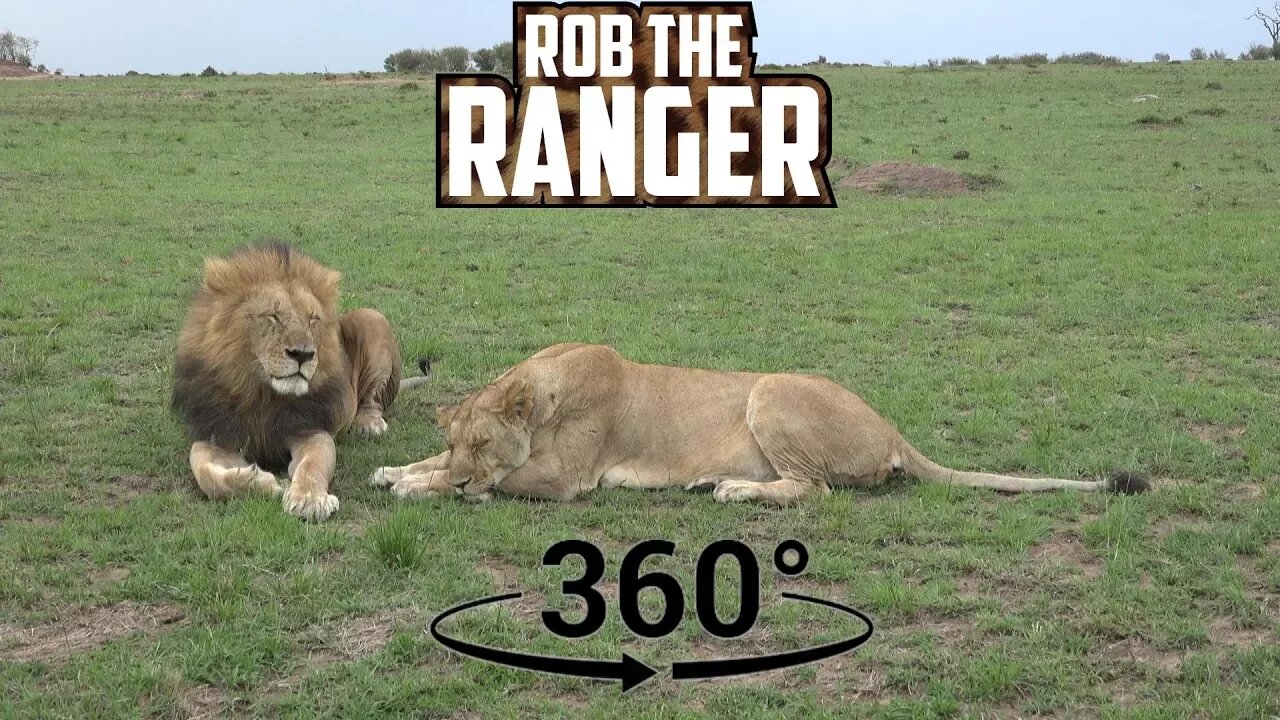 Magical Maasai Mara Lions (In 360° VR) | African Icons | Zebra Plains