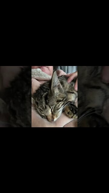 Very thin, sleepy feral kitten rescued from car engine yesterday. She’s eating well.