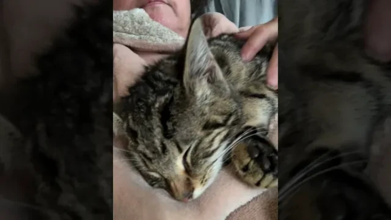 Very thin, sleepy feral kitten rescued from car engine yesterday. She’s eating well.