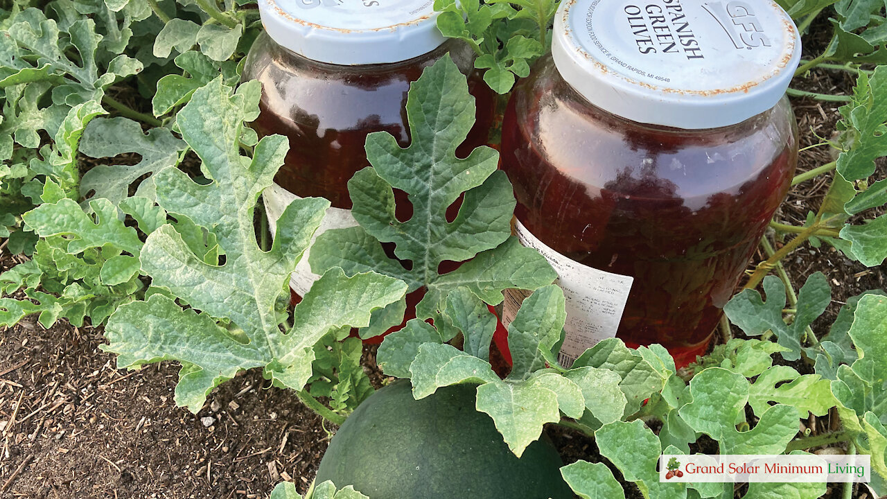 Using Red Liquid in Gallon Glass Jars for Garden Season Extension