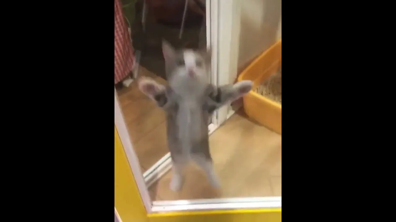 Cute and funny animals videos 2023 😺🐶 P-4 #shorts