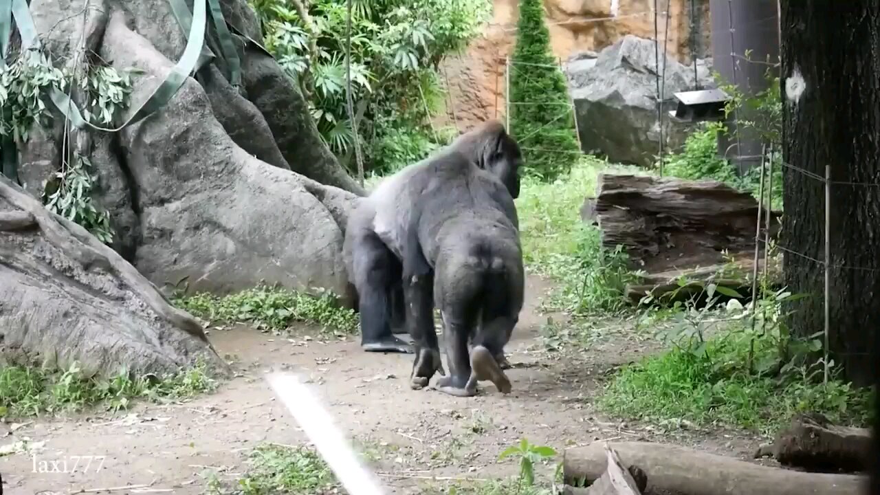 funny#Animal video#Elepehent #gorilla's