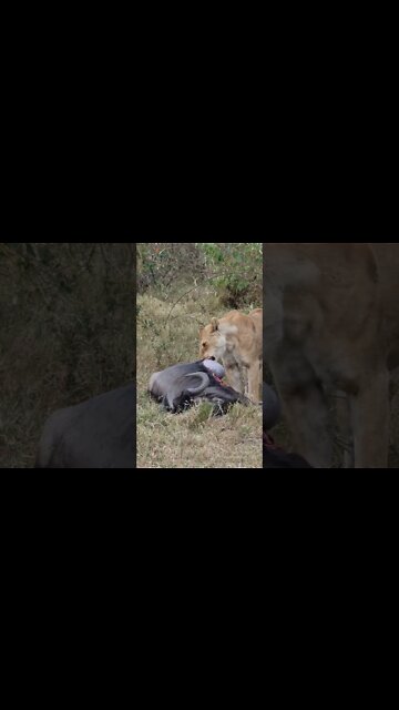 Maasai Mara Sightings Today 01/08/21 |(Lions, Leopards etc.) | Zebra Plains | #shorts