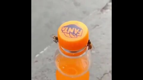 Two Thirsty Bees !!!