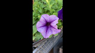 Gardening in the Desert in Raised Bins in October