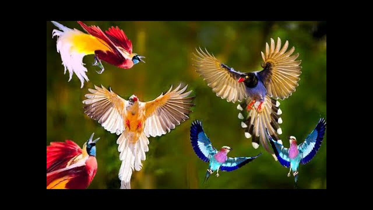 Birds of paradise ◈ Colorful as a picture ◈🐦👍