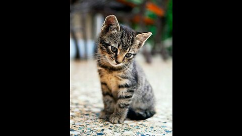 cute kitten videos short leg cat