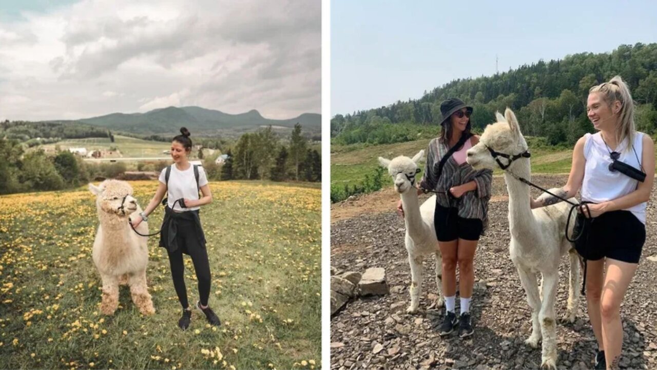 Tu peux faire une promenade avec un alpaga dans cette ferme à 1 h 30 de Québec