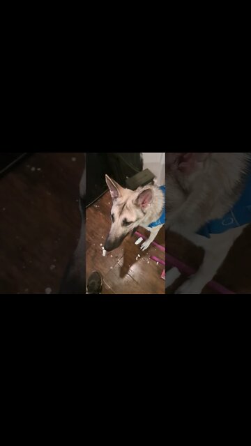 free ice for the doober