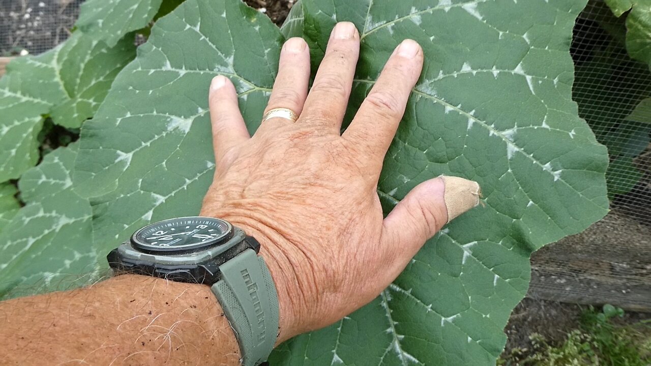GARDEN (Dan verses Mother Nature)