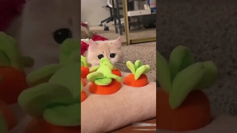 Cute and naughty cat funny video Cute and beautiful kitten #50