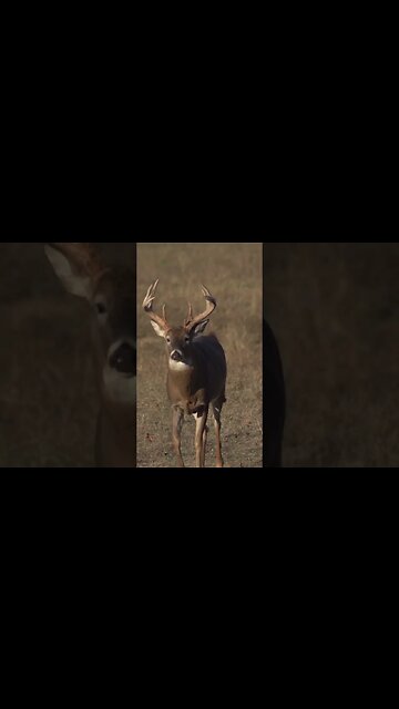 If you bust a buck during the rut, you'll NEVER see him again!? #deer #deerhunting #hunting