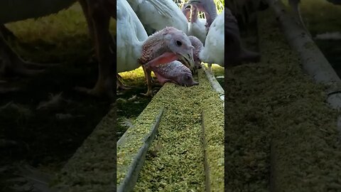 #turkeys #thanksgiving #gobblegobble #homesteading #homesteadlife #farm #farmlife #farmanimals