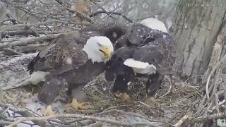 Hays Eagles Dad plays stick under the wing with Mom 2022 02 08 908AM