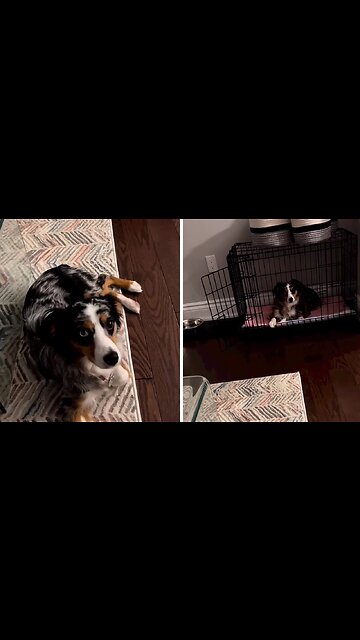 Dog Owner Trains Her Pup Using Harry Potter Commands