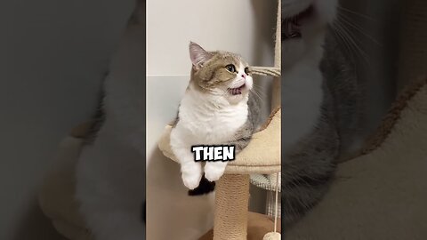 Ever wondered what your cat is thinking when you scoop their litter box?