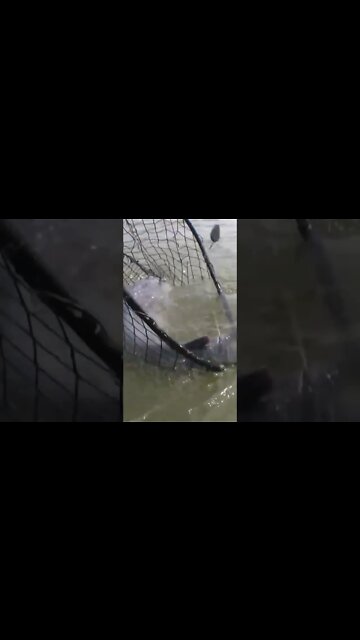 whoa!! Look at him go #shorts