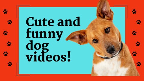 Cute Dogs and Puppies | Adorable and intelligent Dogs Video Compilation