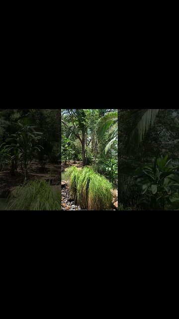 Gold Coast Regional Botanic Gardens #4k #qld #australiancity #travel