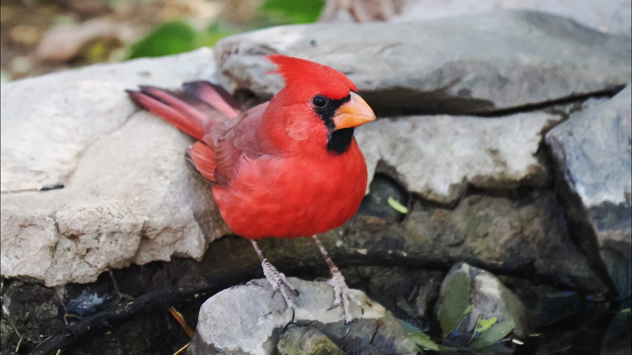 Northern Cardinals