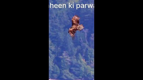 Shaheen ki parwaz